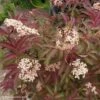 Sambucus Nigra Serenade - Sureau Noir -MAO PLANTES Magasin sambucus nigra serenade 84312 1