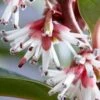 Sarcococca Winter Gem -MAO PLANTES Magasin sarcococca winter gem 83551 3 3