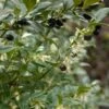 Sarcococca Hookeriana -MAO PLANTES Magasin sarcococcas hookeriana type 7816000 1