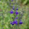 Sauge Arbustive Victoria Blue 2 Sauge Arbustive Victoria Blue -MAO PLANTES Magasin sauge arbustive victoria blue 84992 1