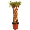 Saule à Bois Jaune Tressé - Forme Colonne -MAO PLANTES Magasin saule a bois jaune tresse forme colonne 86472 1
