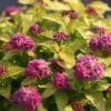 Spirée Japonaise Double Play Gold - Spiraea Japonica -MAO PLANTES Magasin spiraea japonica double play gold 85233 1