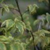 Stachyurus Chinensis Joy Forever 2 Stachyurus Chinensis Joy Forever -MAO PLANTES Magasin stachyurus chinensis joy forever 781996 1