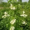 Staphylea Colchica - Faux Pistachier -MAO PLANTES Magasin staphylea colchica 9602 1