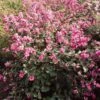 Symphorine, Symphoricarpos Doorenbosii Magical Candy -MAO PLANTES Magasin symphoricarpos doorenbosii magical candy 7970 6
