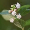 Symphorine - Symphoricarpos X Doorenbosii Magical Sweet -MAO PLANTES Magasin symphoricarpos x doorenbosii magical sweet 100870 1