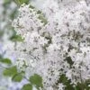 Lilas Nain - Syringa Meyeri Flowerfesta White -MAO PLANTES Magasin syringa meyeri flowerfesta white 84342 1
