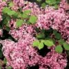 Lilas à Petites Feuilles - Syringa Red Pixie -MAO PLANTES Magasin syringa red pixie 9683 1
