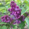 Lilas - Syringa Vulgaris Prince Wolkonsky -MAO PLANTES Magasin syringa vulgaris prince wolkonsky 781757 3