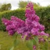 Lilas Commun - Syringa Vulgaris Znamya Lenina -MAO PLANTES Magasin syringa vulgaris znamya lenina 100875 1