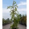 Orme - Ulmus Pendula Mauro -MAO PLANTES Magasin ulmus pendula mauro 100891 1