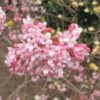 Viorne D'hiver - Viburnum Bodnantense Dawn -MAO PLANTES Magasin viburnum bodnantense dawn 7629 5