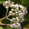 Viorne - Viburnum Le Bois Marquis 1 Viorne - Viburnum Le Bois Marquis -MAO PLANTES Magasin viburnum le bois marquis 7818 1 3
