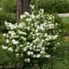 Viorne - Viburnum Plicatum Opening Day -MAO PLANTES Magasin viburnum plicatum opening day 87408 2