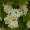 Viorne - Viburnum Plicatum Popcorn -MAO PLANTES Magasin viburnum plicatum popcorn 7961 5