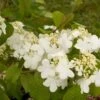 Viorne - Viburnum Plicatum Summer Snow Flake 2 Viorne - Viburnum Plicatum Summer Snow Flake -MAO PLANTES Magasin viburnum plicatum summer snow flake 7518 1