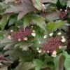 Viburnum Sargentii Onondaga - Viorne -MAO PLANTES Magasin viburnum sargentii onondaga 7960 1