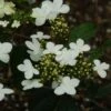 Viorne - Viburnum Plicatum Watanabe 1 Viorne - Viburnum Plicatum Watanabe -MAO PLANTES Magasin viorne viburnum plicatum watanabe PC douce 1