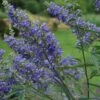 Vitex Agnus-castus Delta Blues - Gattilier -MAO PLANTES Magasin vitex agnus castus delta blues 81424 1