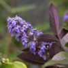 Vitex Agnus-castus Flip Side - Gattilier -MAO PLANTES Magasin vitex flip side copyright f