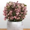 Weigela Florida Vintage Love 2 Weigela Florida Vintage Love -MAO PLANTES Magasin weigela florida vintage love 16350 1