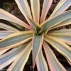 Yucca Gloriosa Citrus Twist® - Dague Espagnole -MAO PLANTES Magasin yucca gloriosa citrus twist 15357 1