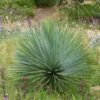 Yucca Rostrata -MAO PLANTES Magasin yucca rostrata 834932 1