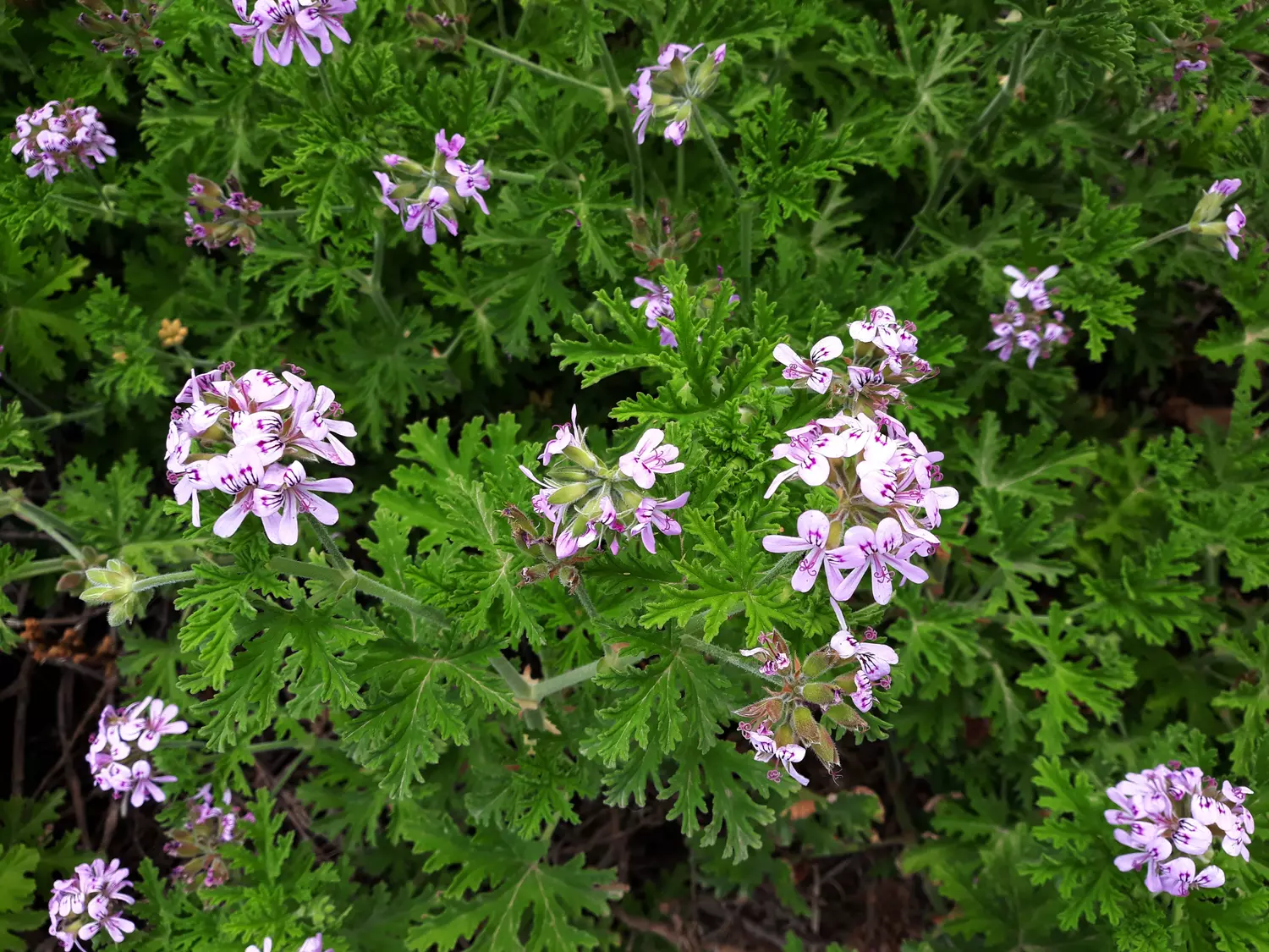 MAO PLANTES Magasin 2 MAO PLANTES Magasin -MAO PLANTES Magasin 36235572